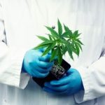 Aceite de cannabis medicinal: Legalización del narconegocio