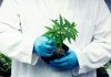 Aceite de cannabis medicinal: Legalización del narconegocio